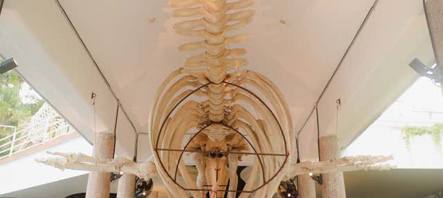 Biglietti per il Museo Nazionale della Balena