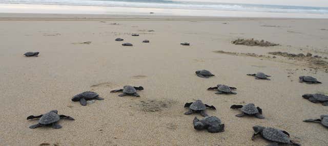 Escursione al santuario di tartarughe El Verde Camacho