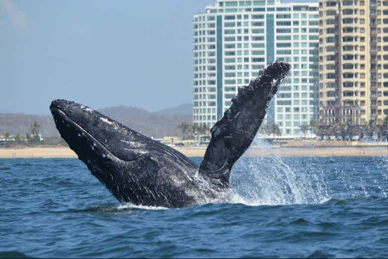 Avistamiento de ballenas en Mazatlán + Museo de la Ballena