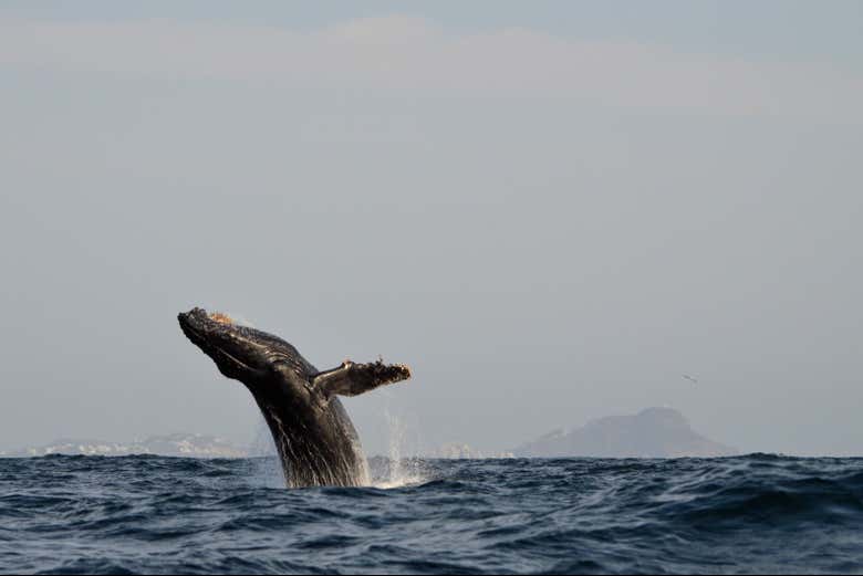 Imagen de Avistamiento de ballenas en Mazatlán + Museo de la Ballena