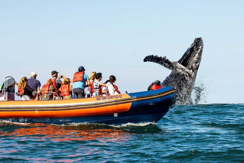 Avistamiento de ballenas en Mazatlán