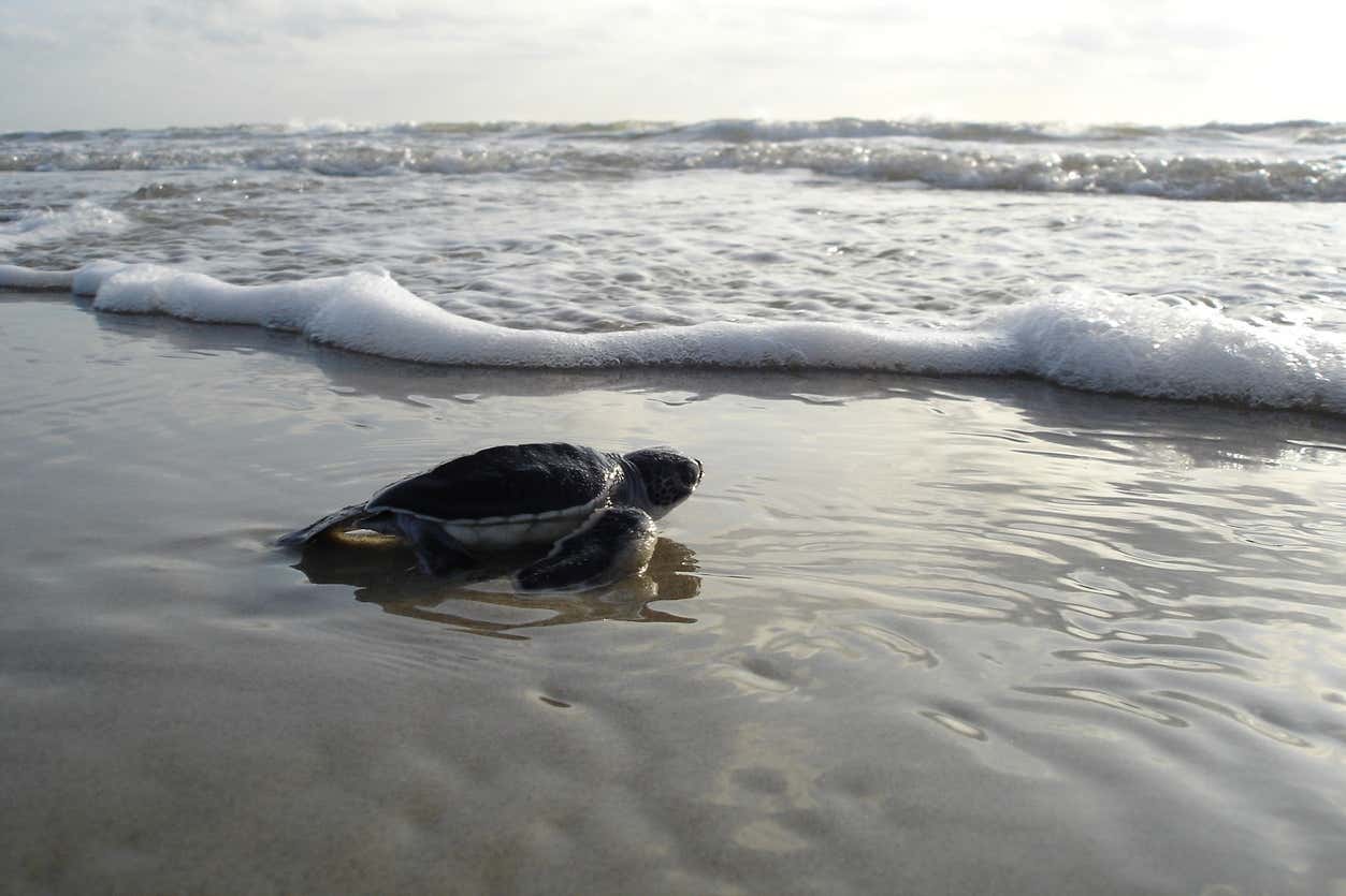 Excursión al santuario de tortugas El Verde Camacho