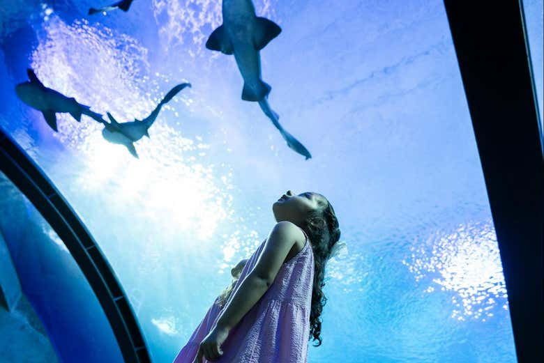 Imagen de Entrada al Gran Acuario Mazatlán