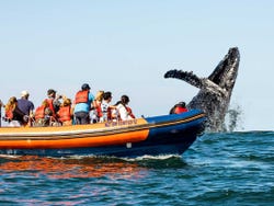 Avistamiento de ballenas en Mazatlán