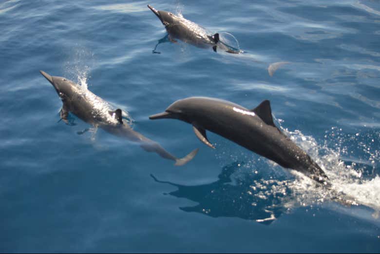Safari marino en Mazatlán + Snorkel