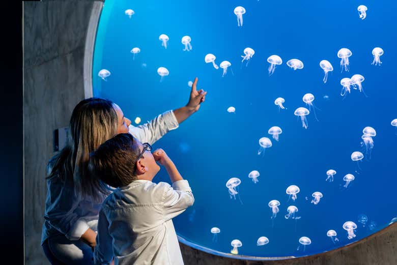 Imagen de Entrada al Gran Acuario Mazatlán