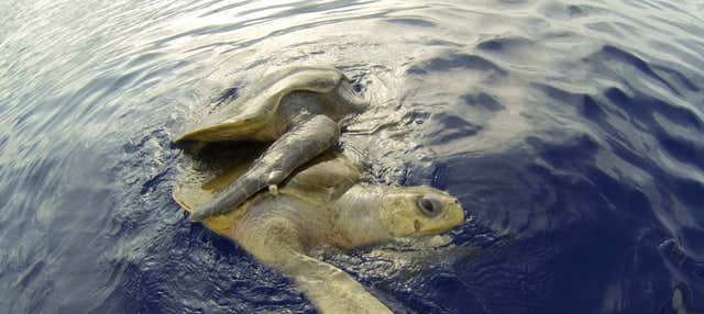 Safari marino a Mazatlán + Snorkeling
