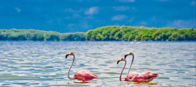 Escursione a Celestún