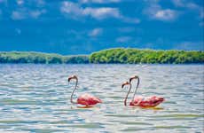 Excursión a Celestún