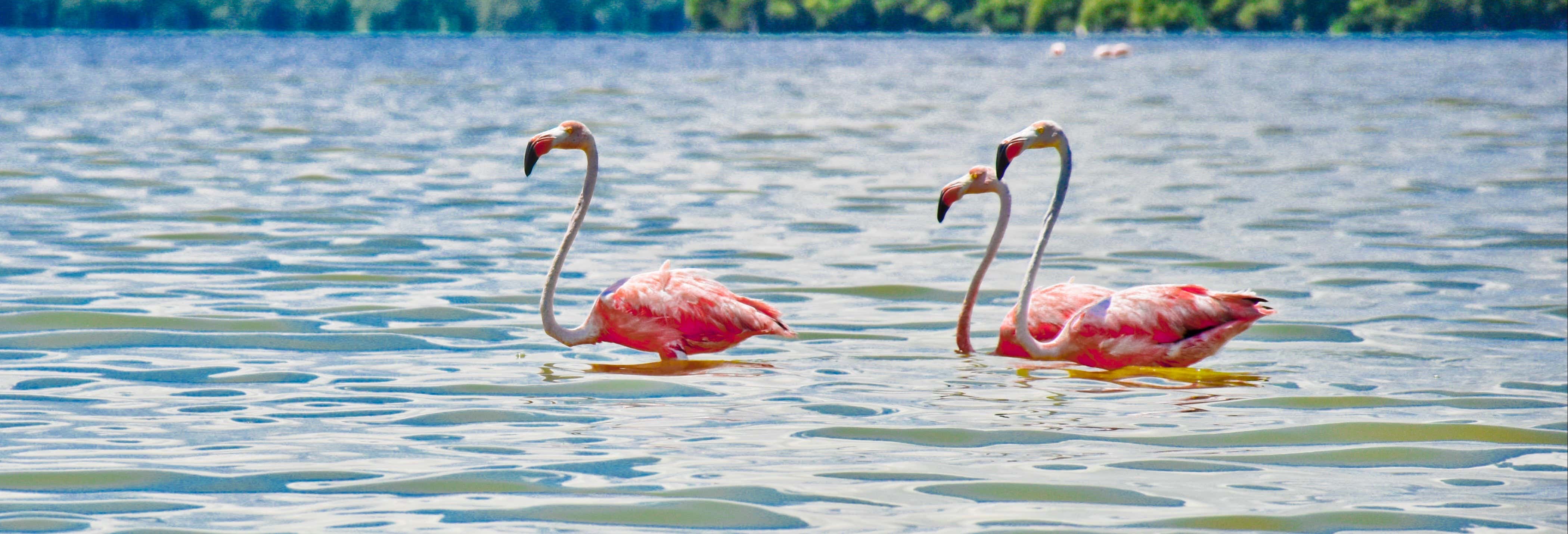 Escursione a Celestún