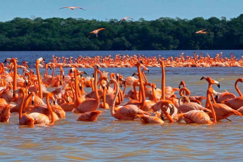 Excursión a Celestún