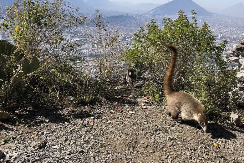 Senderismo por el Cerro de la Silla