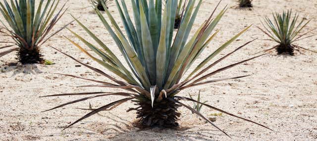 Escursione a una distilleria di mescal di Etúcuaro