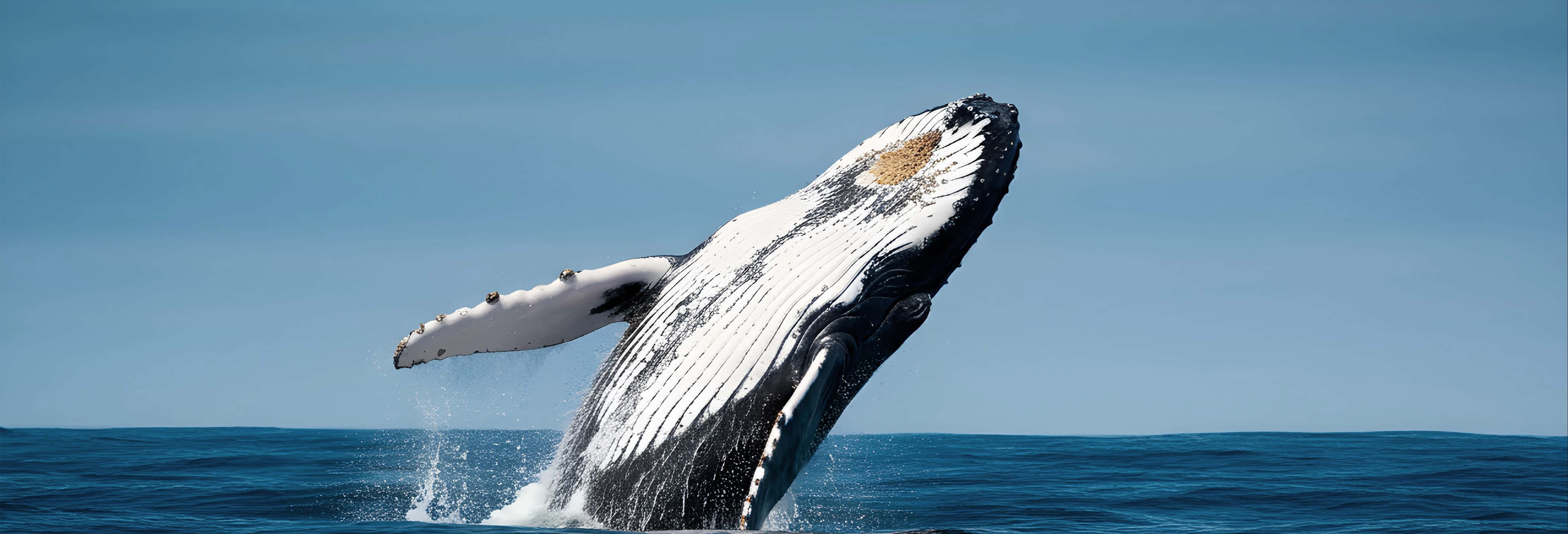 Escursione di 2 giorni alla spiaggia Las Peñas + Whale watching
