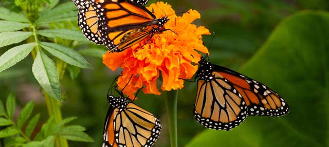 Escursione al santuario delle farfalle monarca di El Rosario