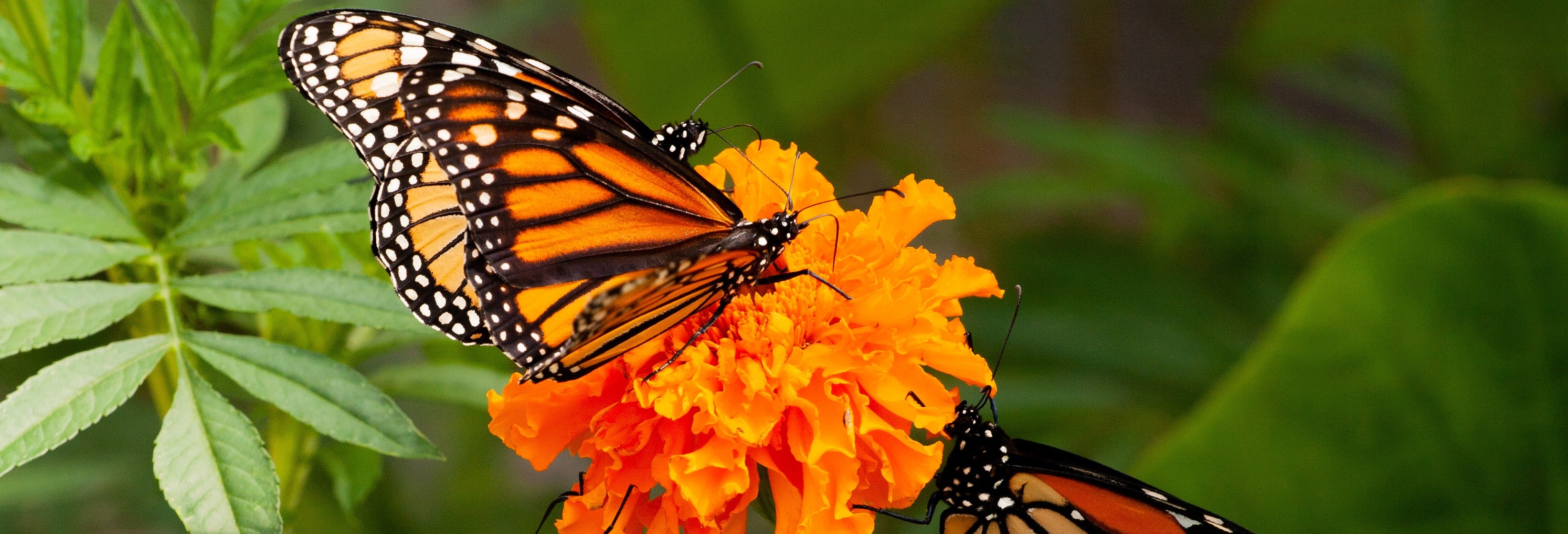 Private Tour to El Rosario Monarch Butterfly Sanctuary