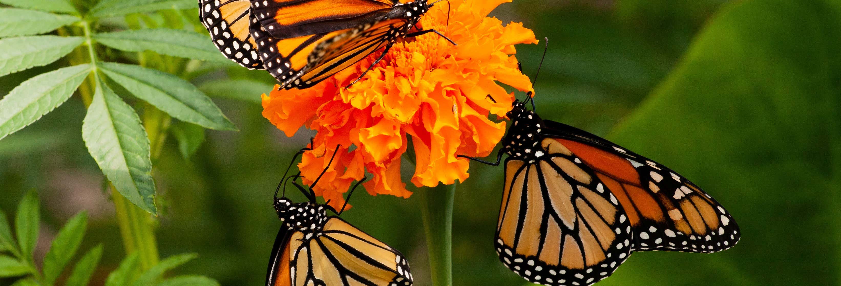 Escursione al santuario delle farfalle monarca di El Rosario