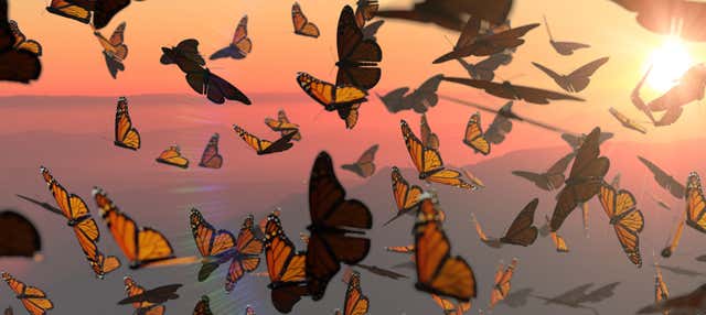 Escursione al santuario delle farfalle monarca Sierra Chincua