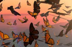Monarch Butterfly Sanctuary Sierra Chincua