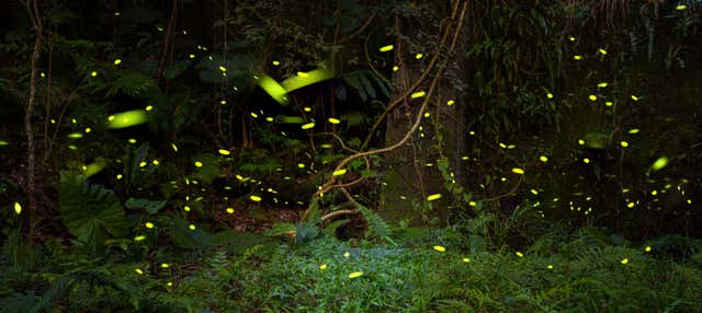 Zip line sulla diga di Umécuaro + Avvistamento di lucciole