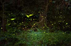 Umécuaro Dam Ziplining + Firefly Tour