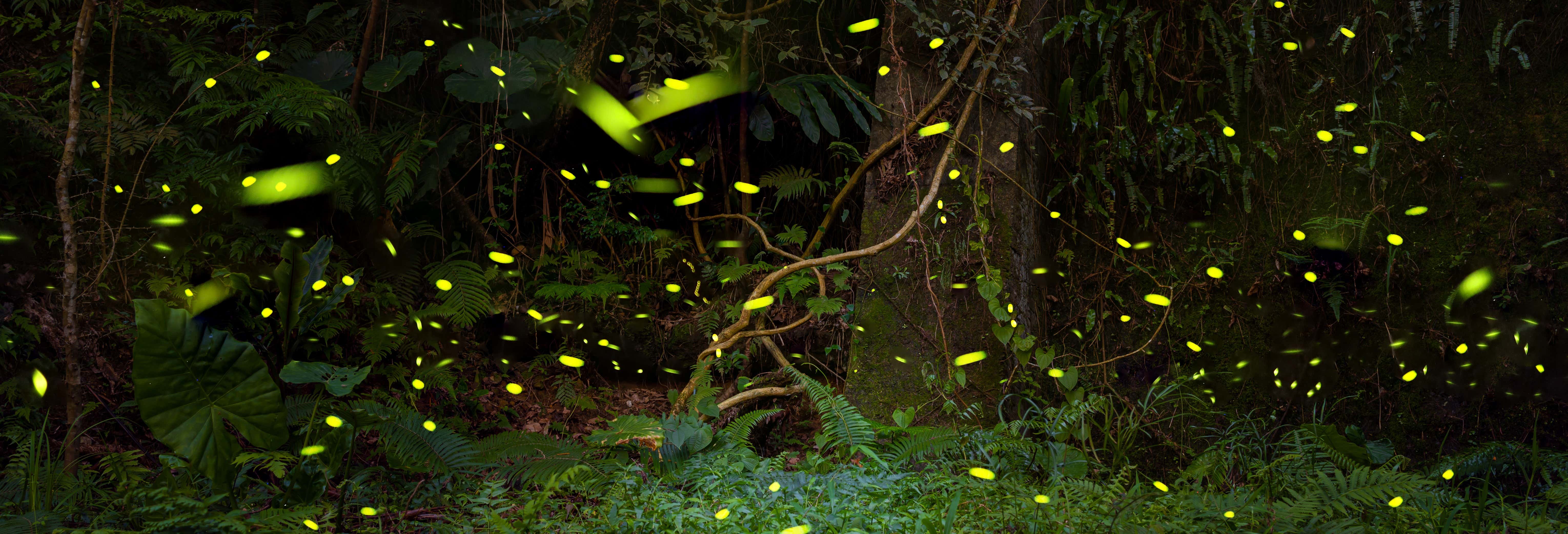 Zip line sulla diga di Umécuaro + Avvistamento di lucciole