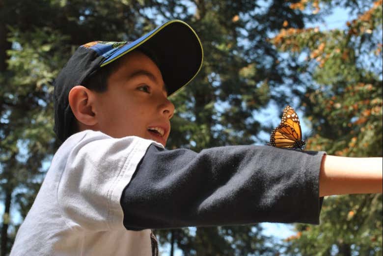 Monarch Butterfly Sanctuary Sierra Chincua