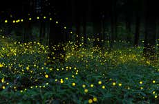 Nanacamilpa Firefly Sanctuary Tour