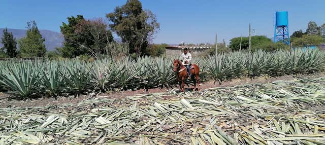 Passeggiata a cavallo a Oaxaca