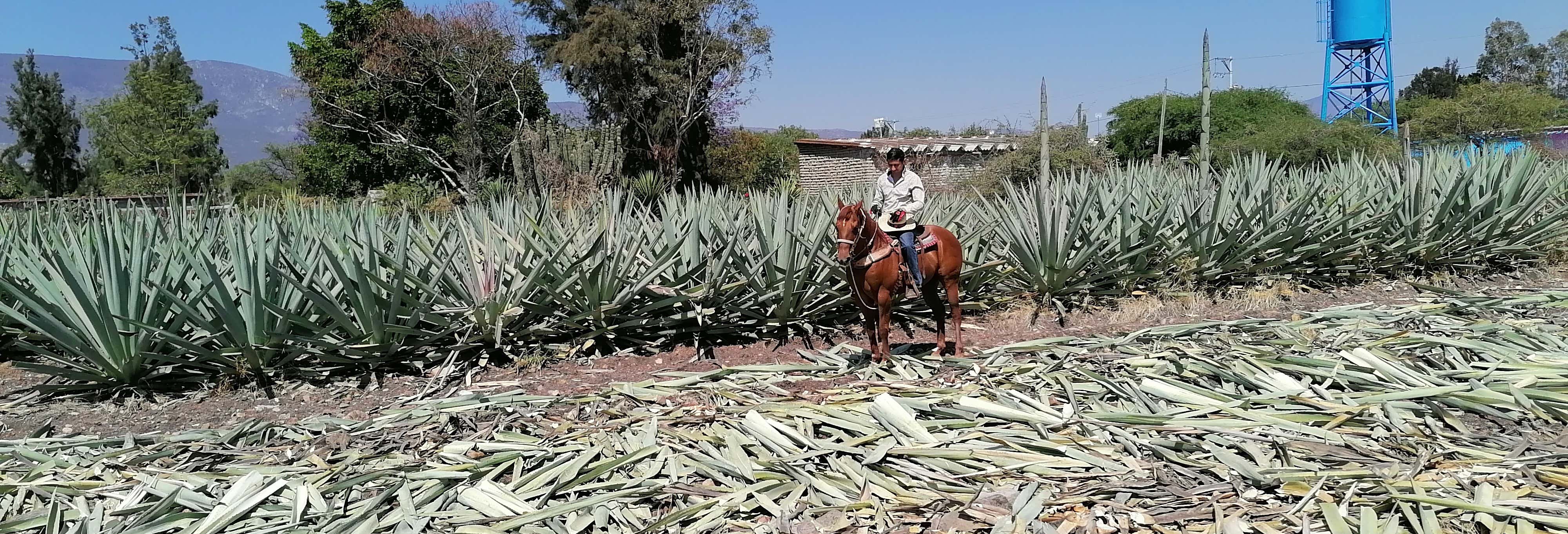 Passeggiata a cavallo a Oaxaca