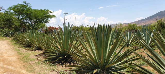 Tour del mezcal a Santa Catarina Minas