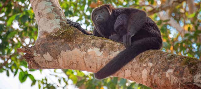 Trekking nella Selva Lacandona