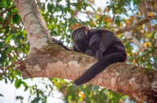 Trekking in the Lacandon Jungle