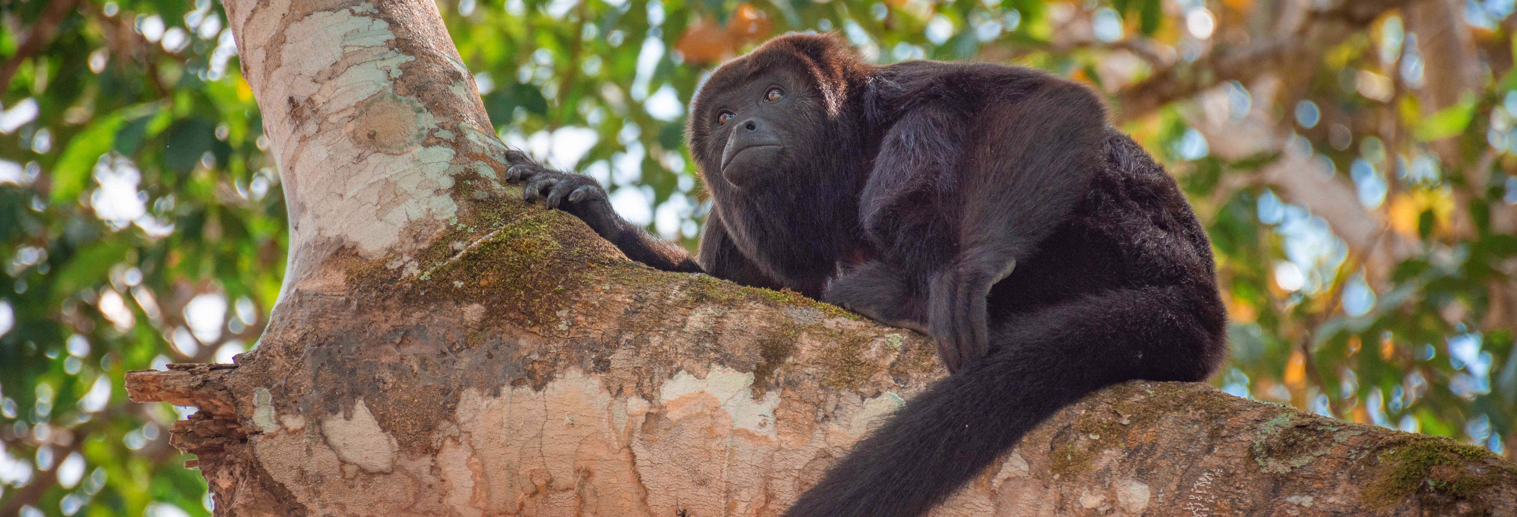 Trekking in the Lacandon Jungle