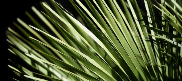 Tour del vino, della noce e del sotol