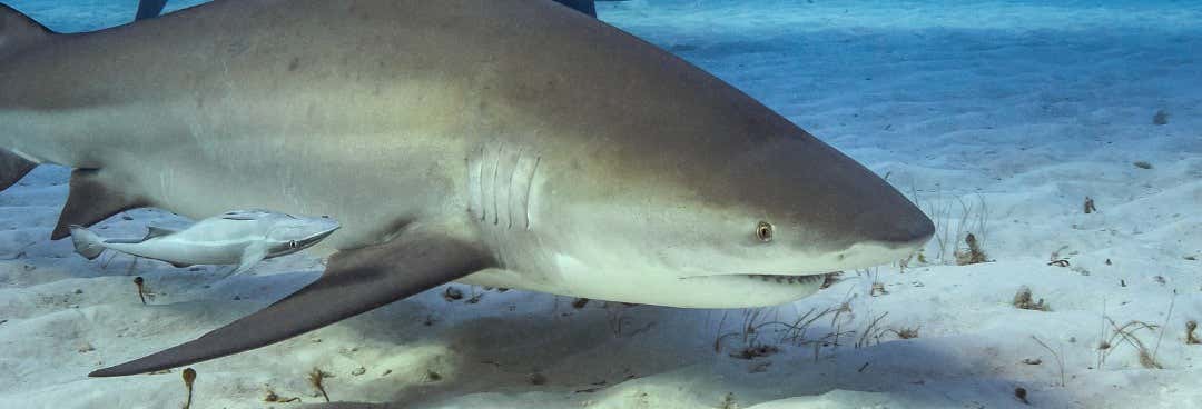 Advanced Diving with Bull Sharks