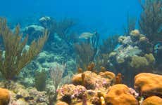 Akumal Bay + Balam Reserve Day Trip