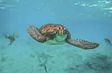 Tulum & Akumal Day Trip + Snorkelling in a Mayan Cenote