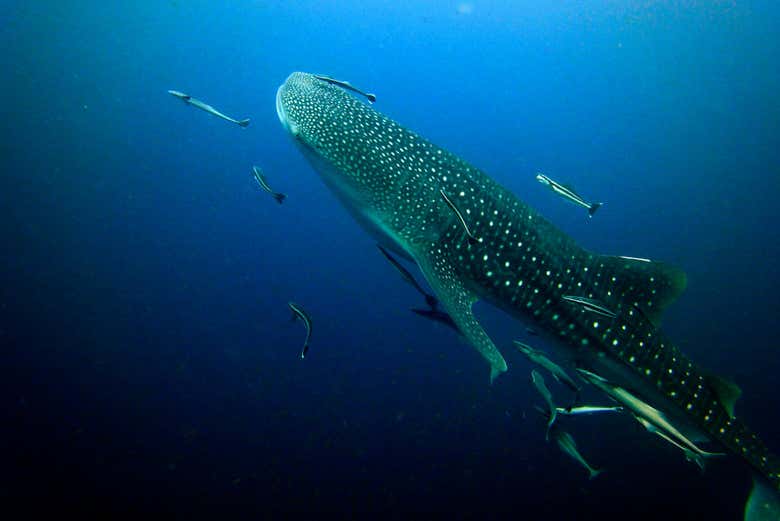 Swimming with Whale Sharks Experience