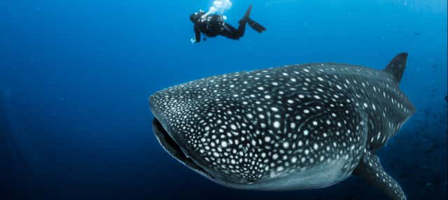 Bagno con squali balena