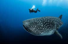 Swimming with Whale Sharks Experience