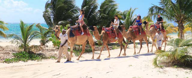 Camel Riding in Puerto Morelos