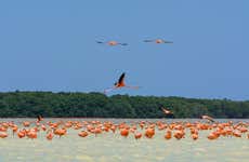 Celestún Day Trip + Flamingo Spotting