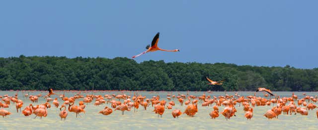 Excursion à Celestún avec observation des flamants roses