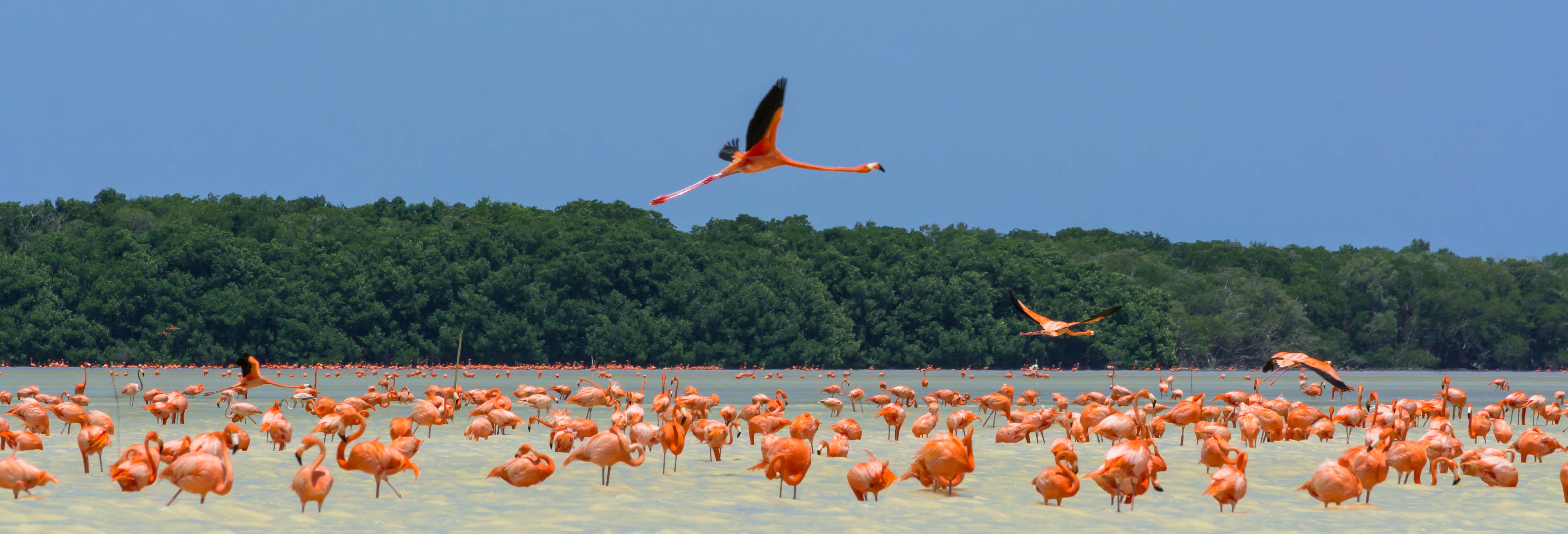 Escursione a Celestún con avvistamento di fenicotteri