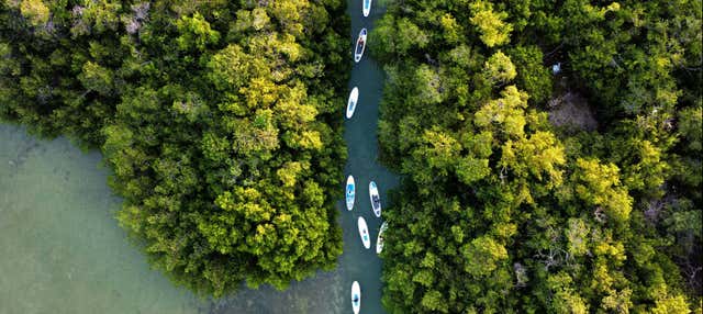 Paddle surf nelle mangrovie di Progreso + Beach club