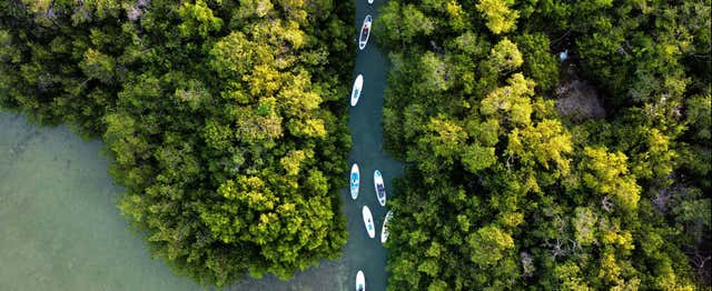 Paddle dans les mangroves de Progreso + Club de plage