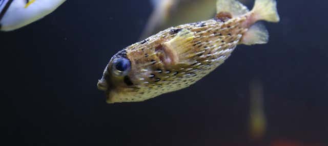 Biglietti per l'Acquario Michin Puebla