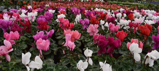 Escursione ad Atlixco e Chipilo