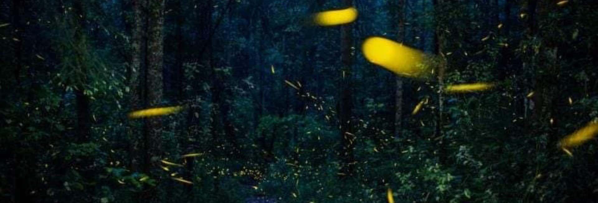 Escursione al Santuario delle Lucciole